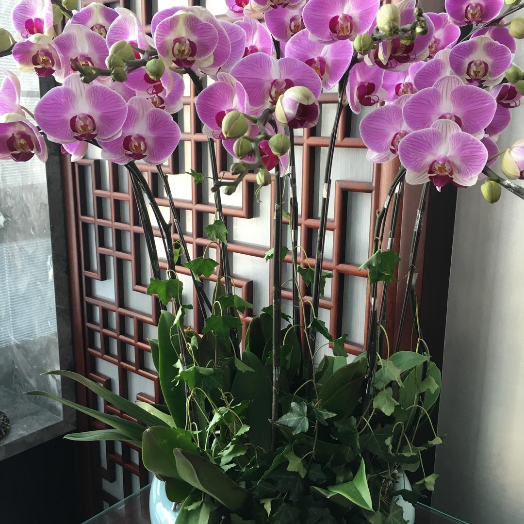 樱桃🌺