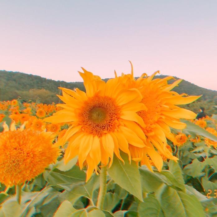 一个大苹果