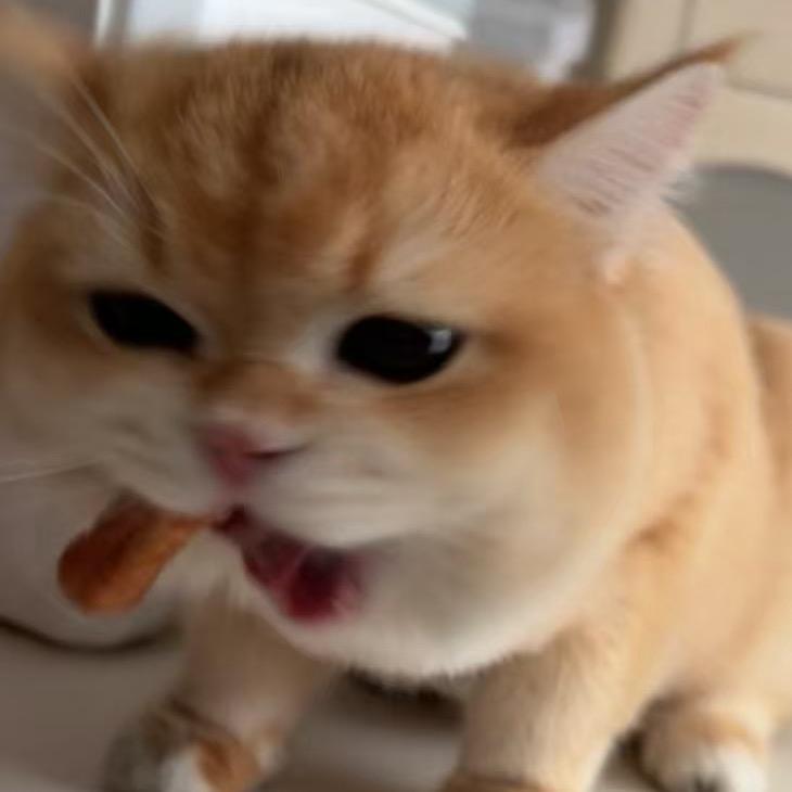快乐泞禾家🐱🐶猫狗大户