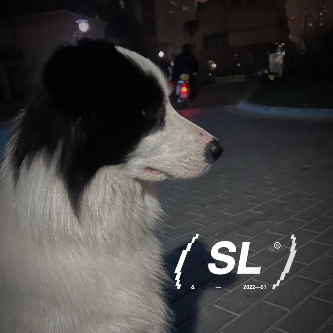 一丢而红的狗十六