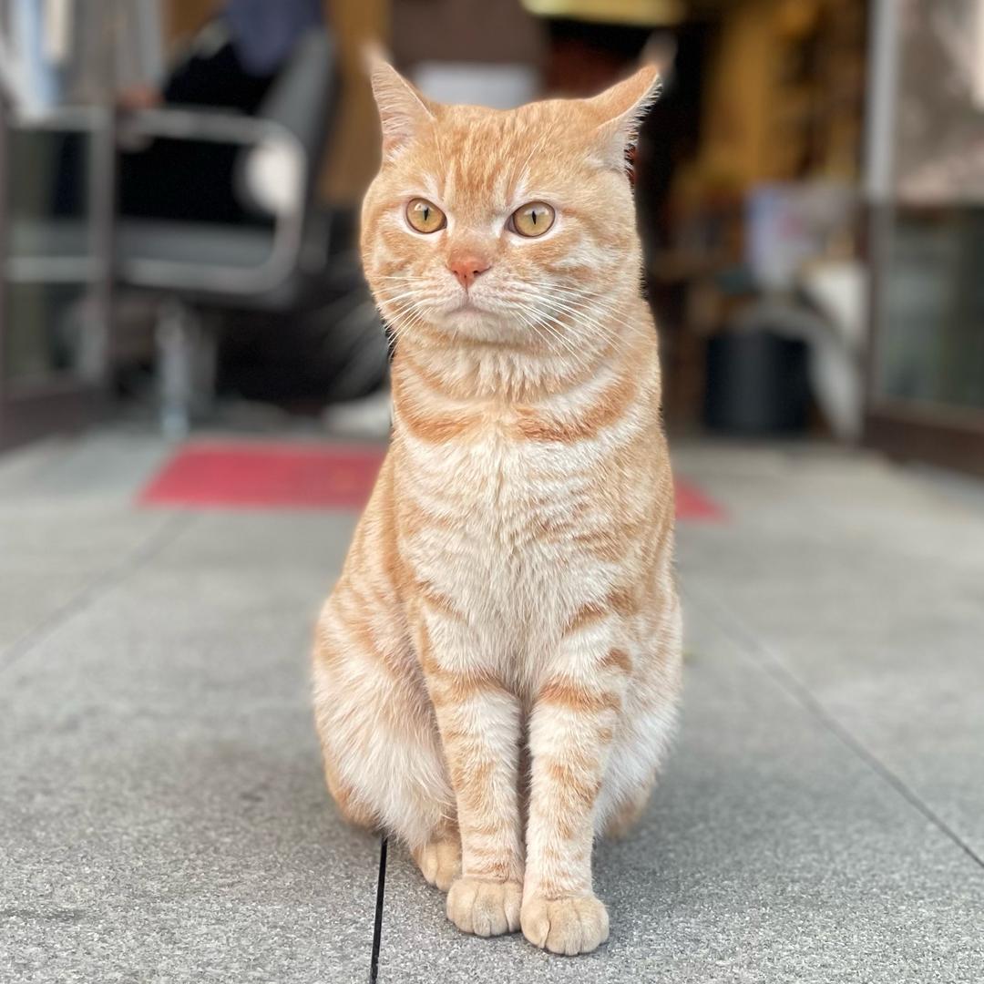安静の旋律