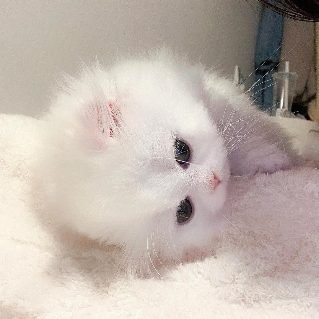 小猫芋圆