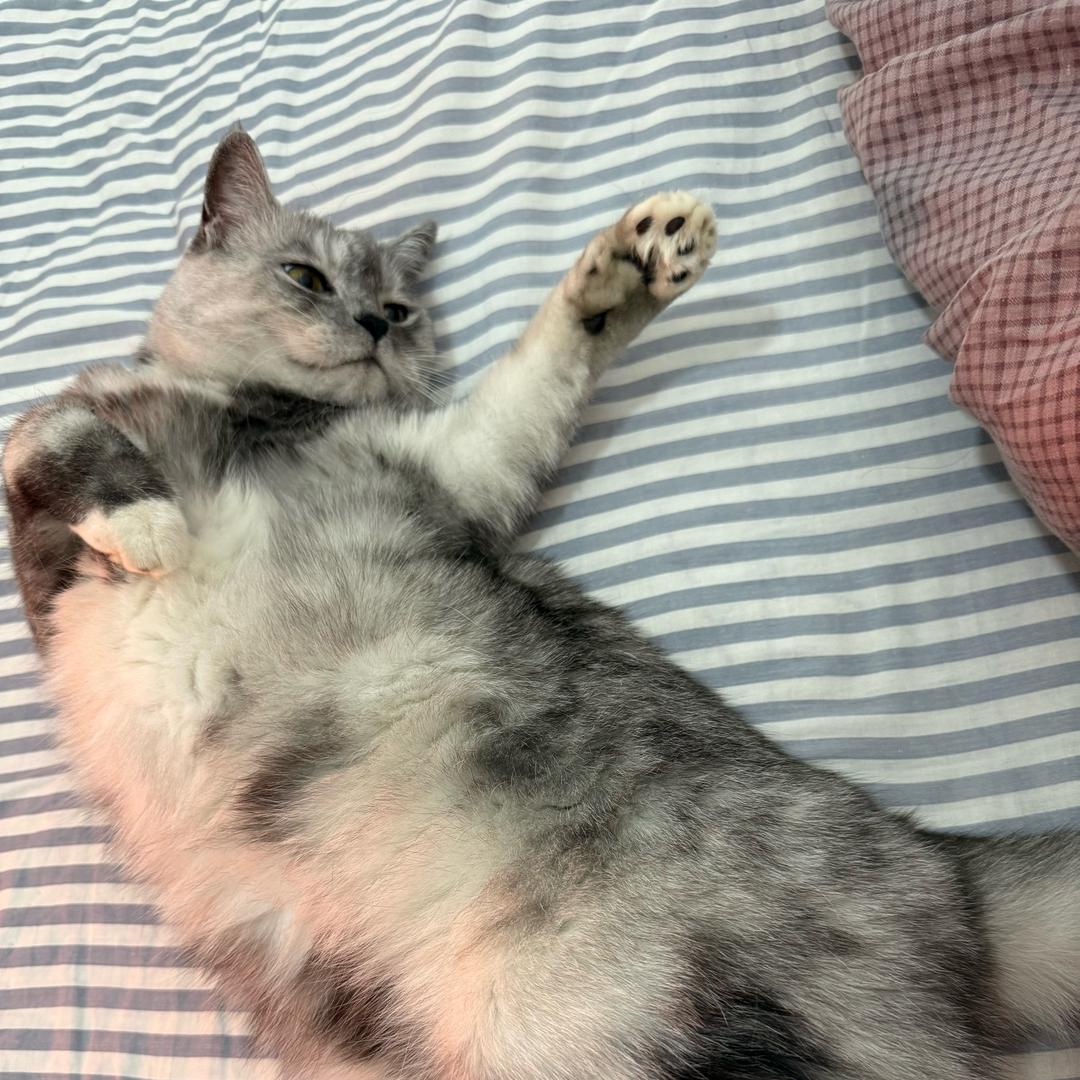 香香公主大作战