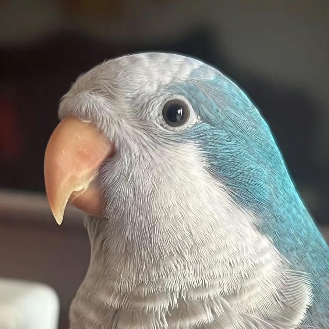 贝贝