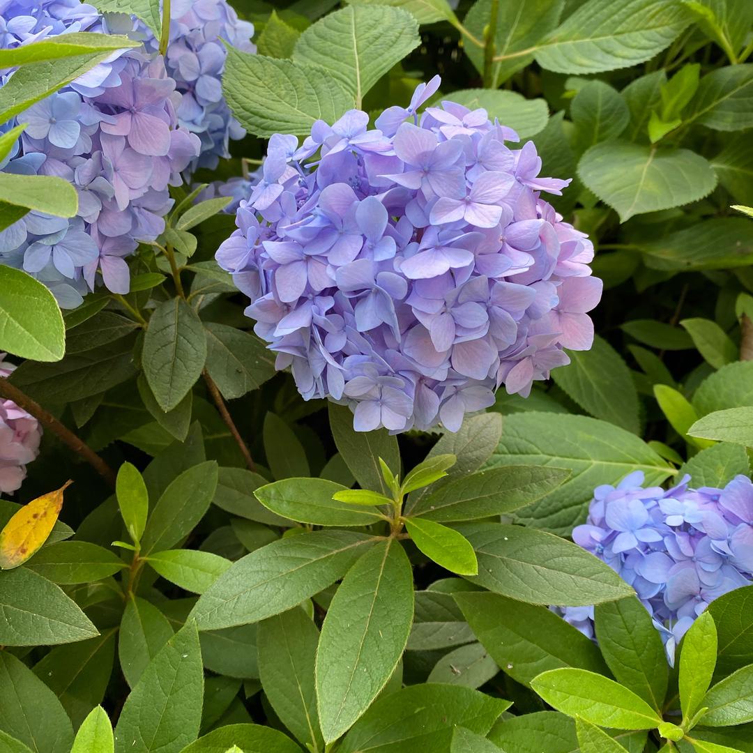 花开富贵好运来