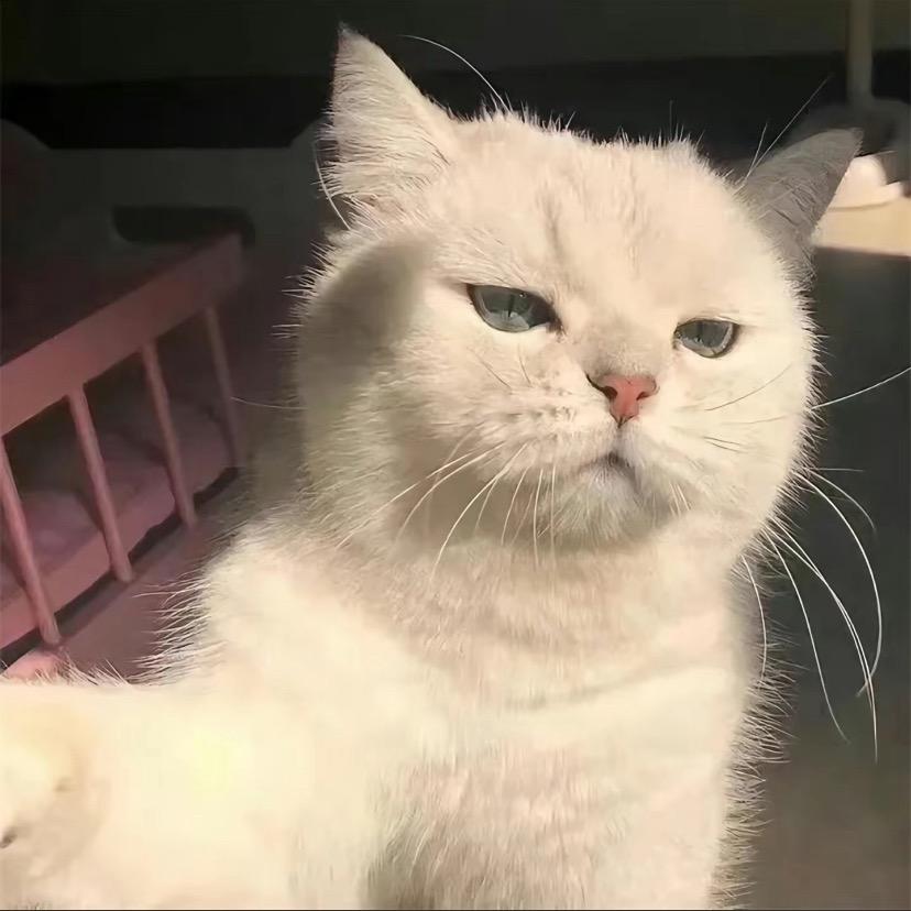 ，柒柒叭叭💭