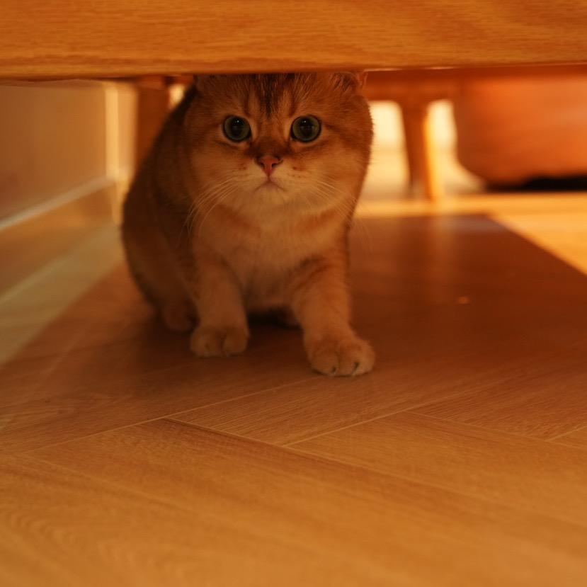 猫妈妈宠物用品旗舰店