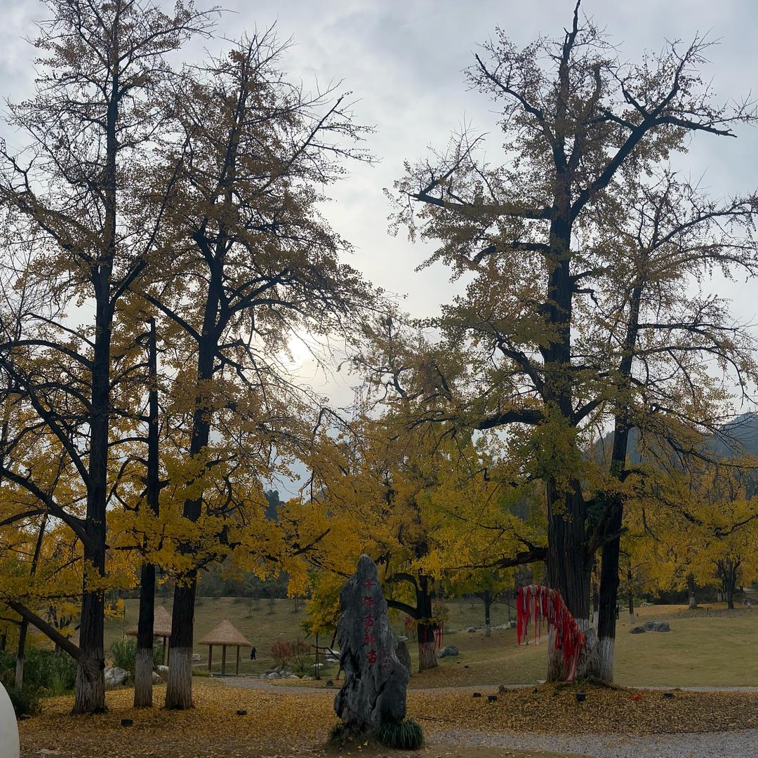 旺旺