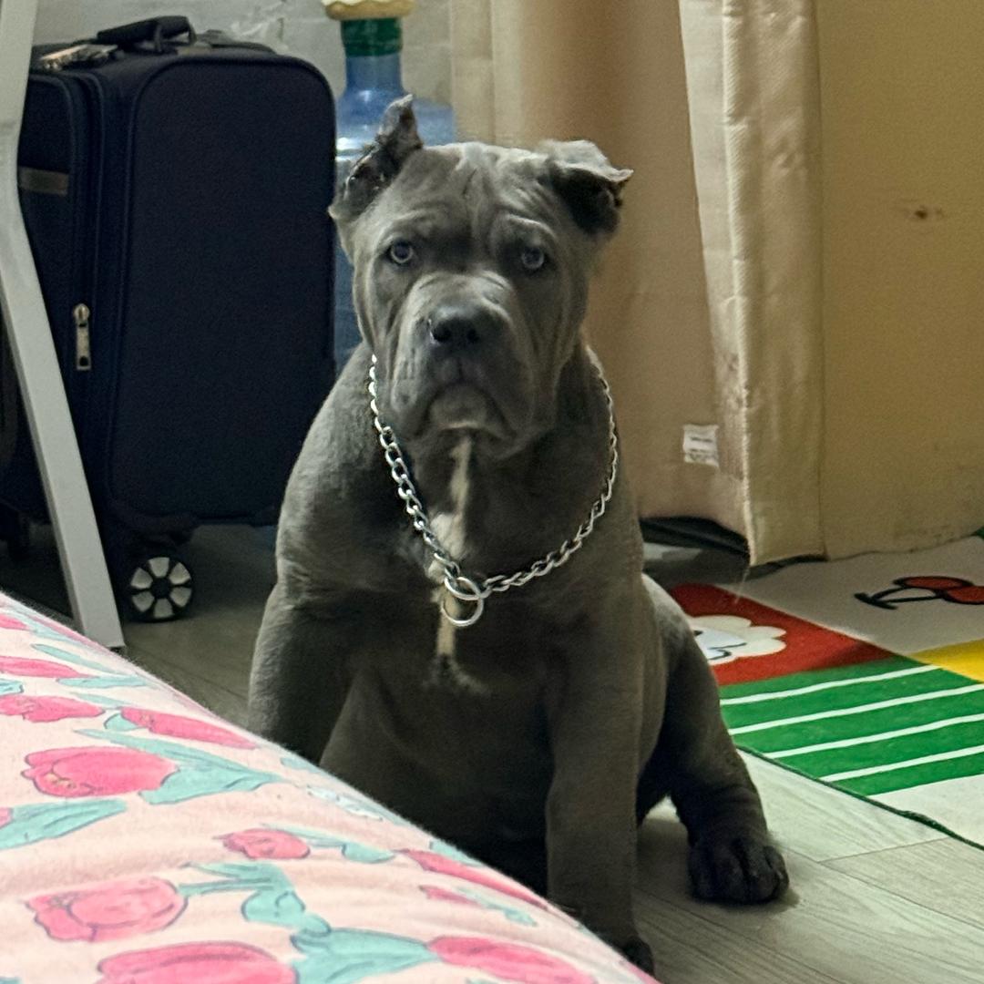 葫芦娃下海卖狗