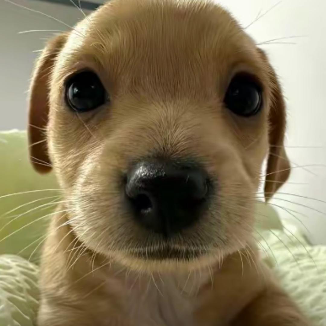 ANT健身的面包大王