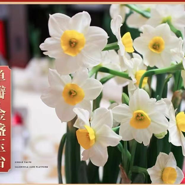 漳州初见水仙花