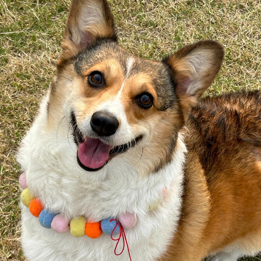 布丁年年超爱笑🫧