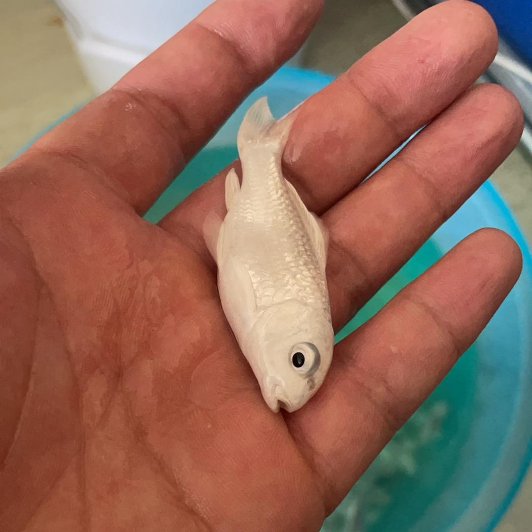 爱养鱼🐠得～晖