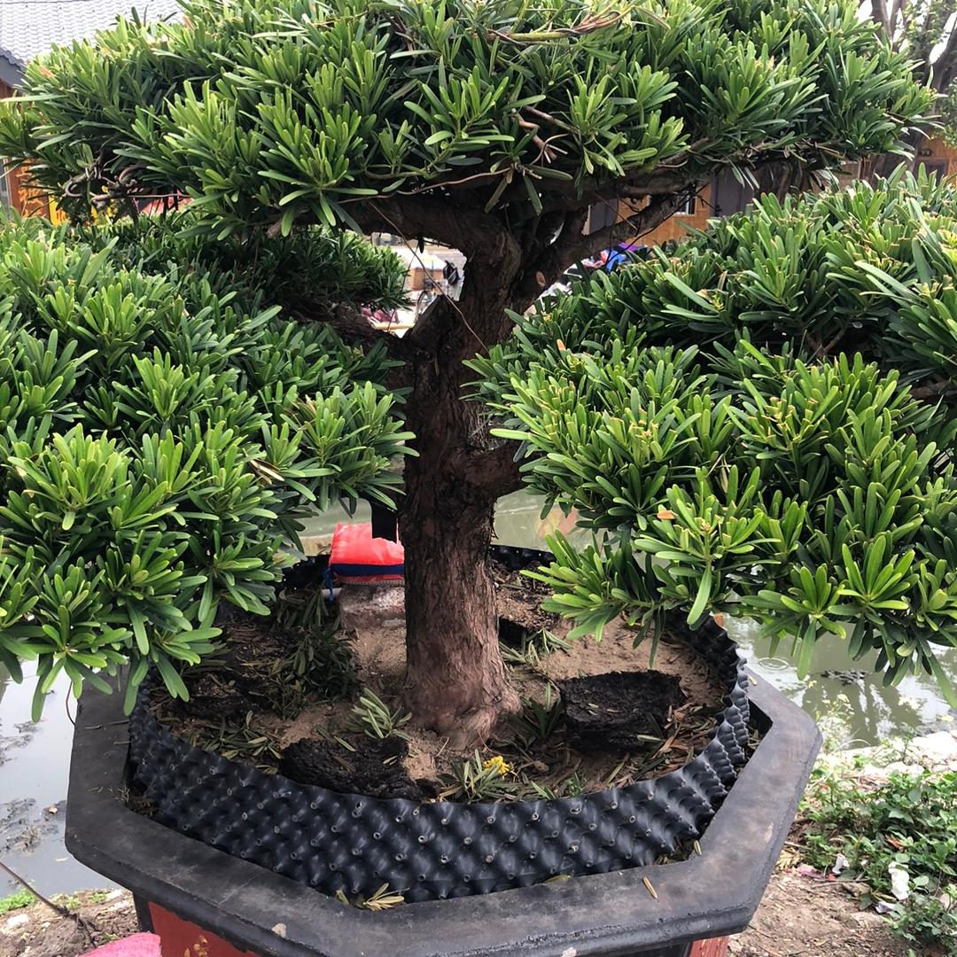阿泰