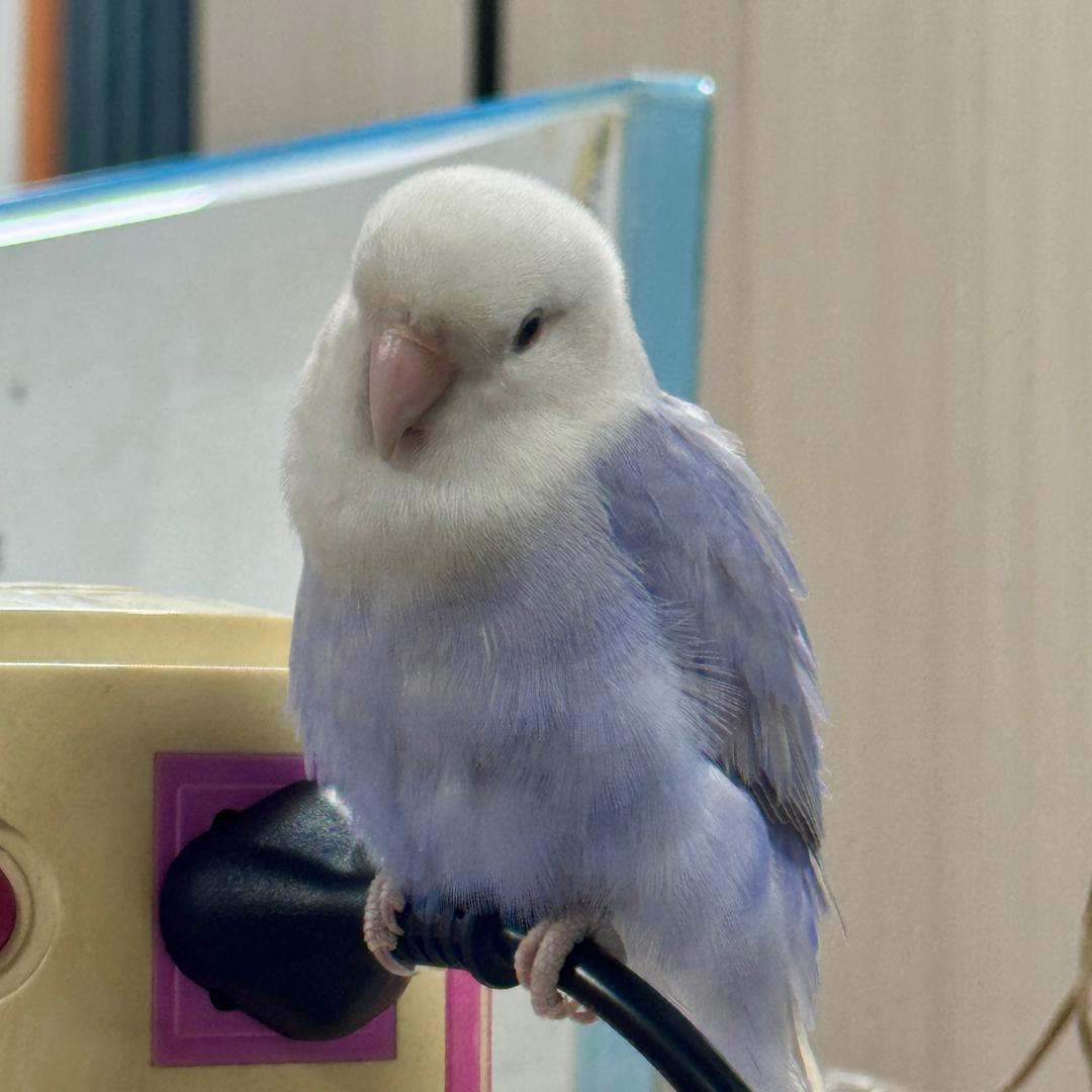 小九鹦鹉