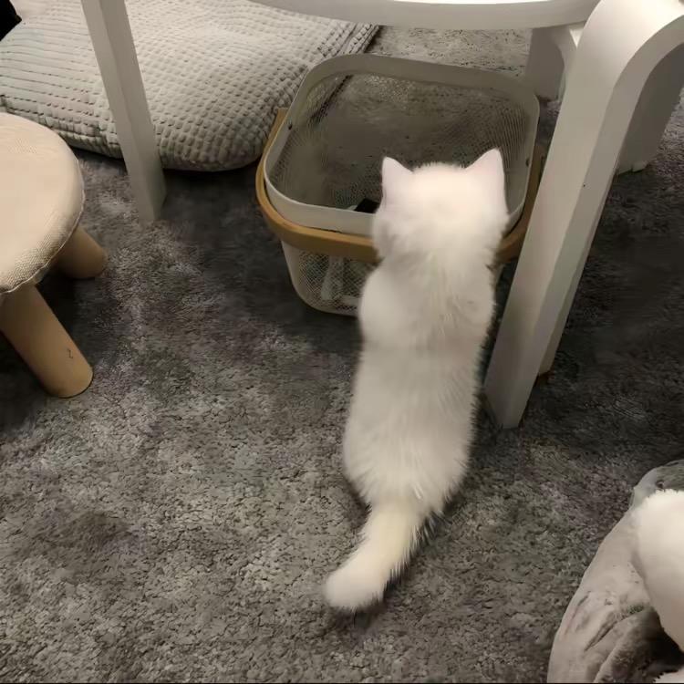 小 英