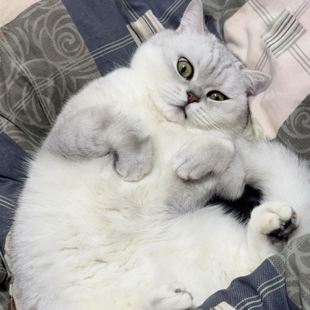 豆豆猫
