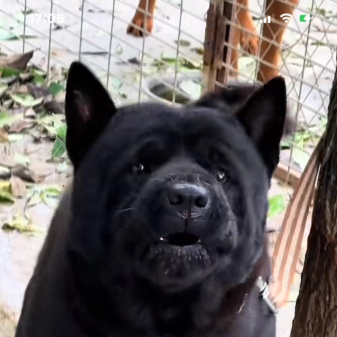 大虎虎（宏胜旺犬）
