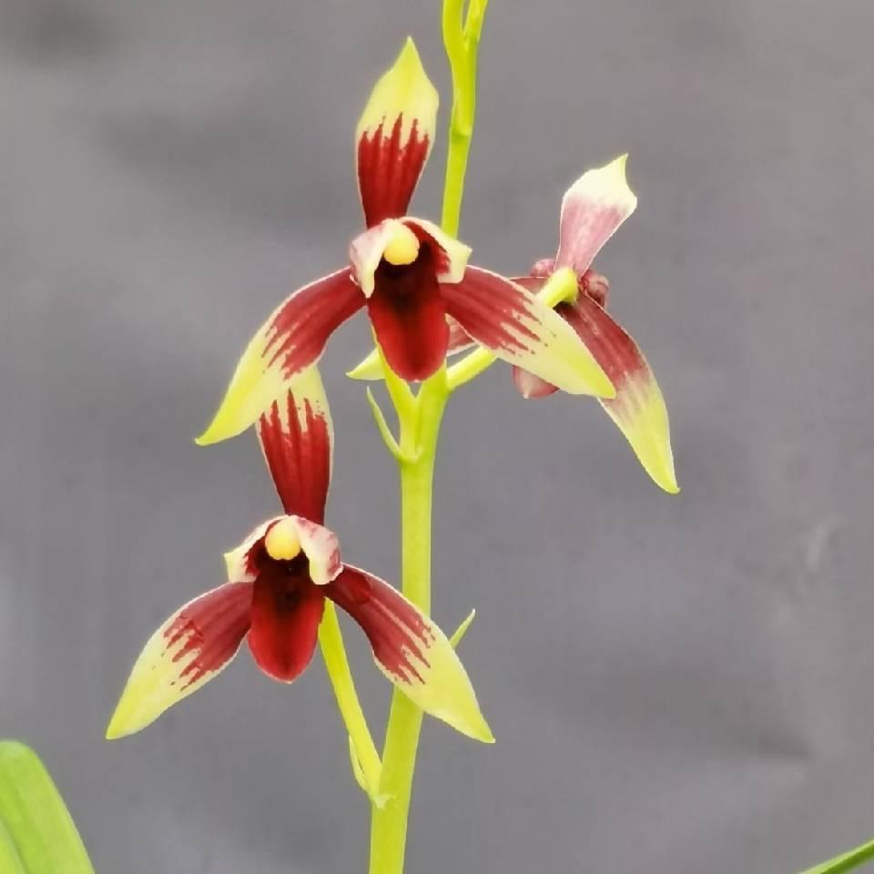 周花花的小店企业店授权号