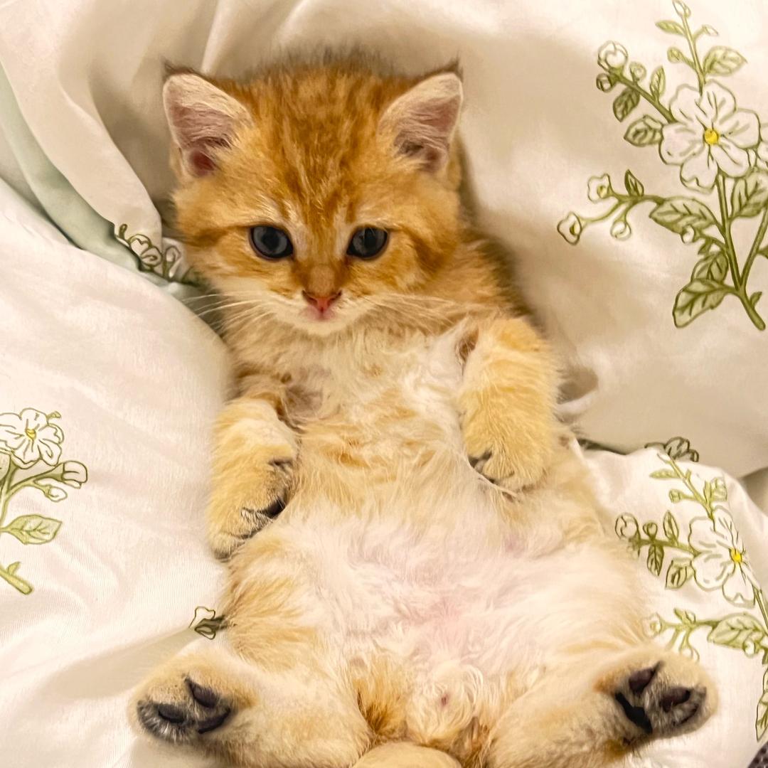 花开富贵，好运连连