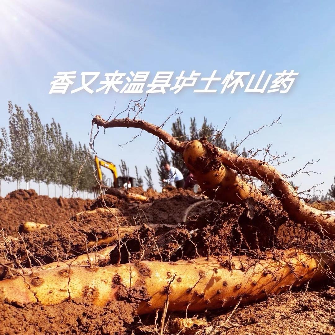温县香又来铁棍山药