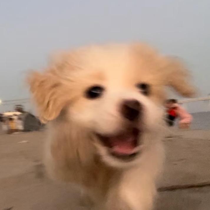 想养只金毛叫徐土豆