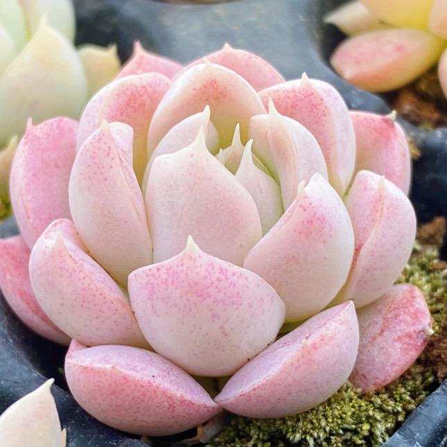 小鱼多肉花卉