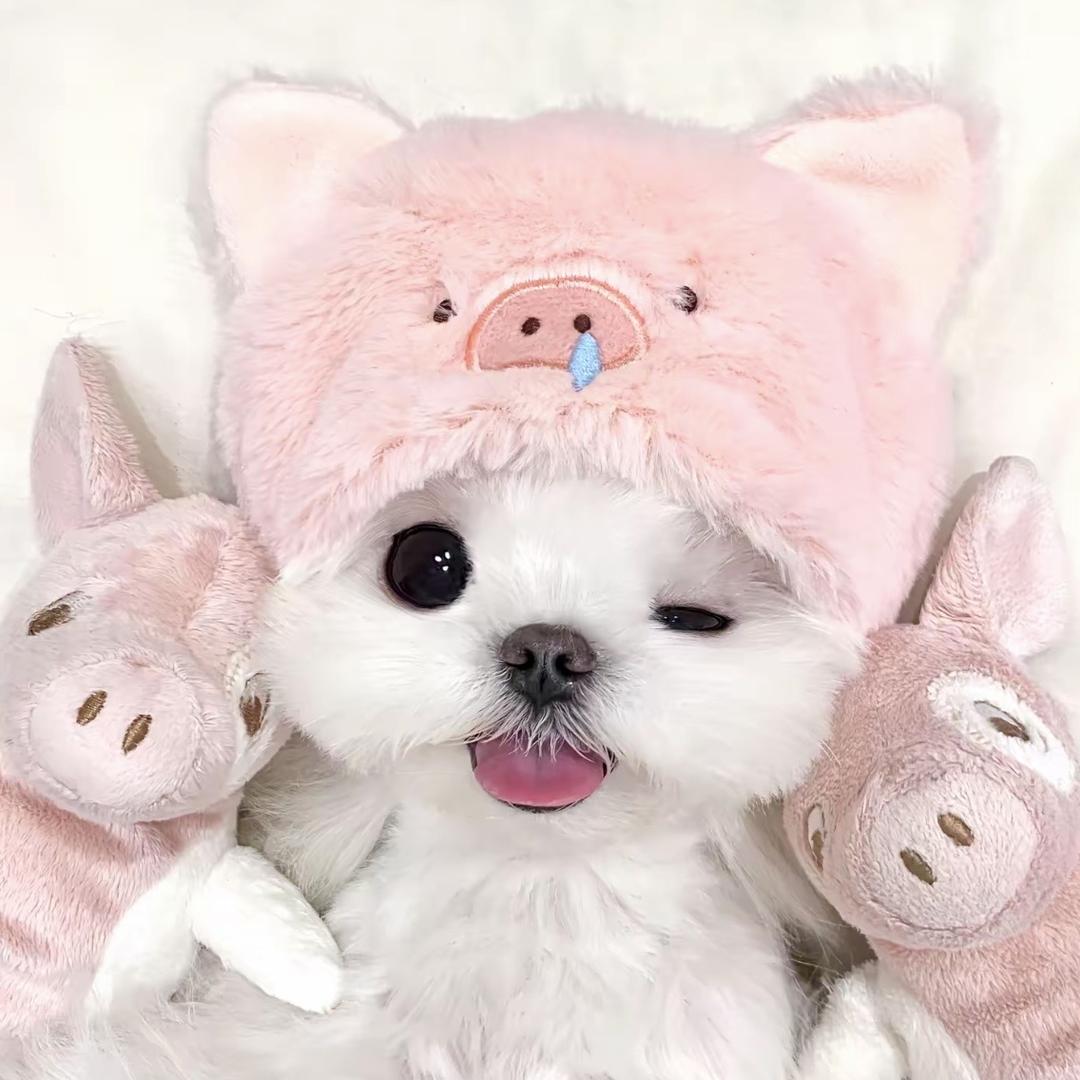 佳菲猫