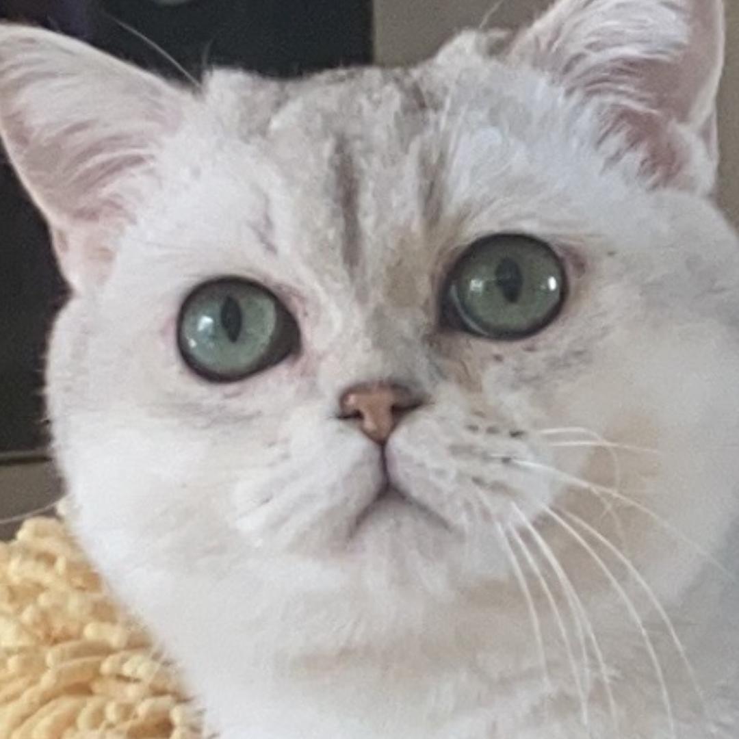 雪梨