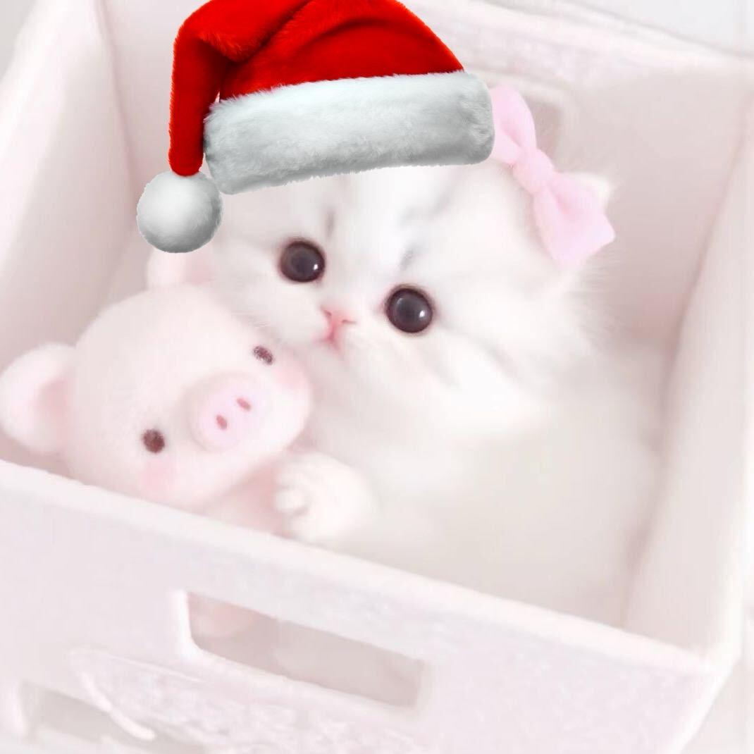 我喜欢萌妹子！