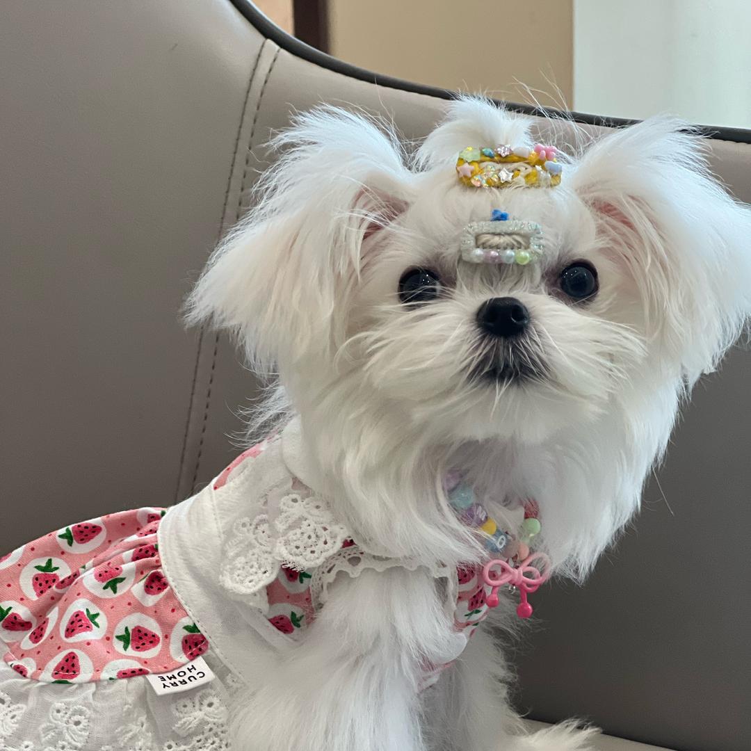 雅姐与她的小茉莉🐶