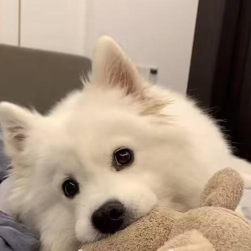 小小怪下士