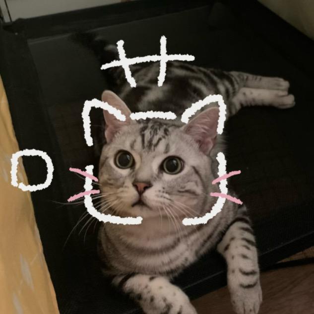 滴滴是猪咪