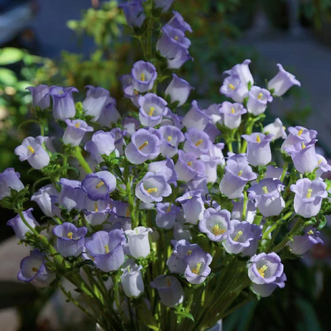 馥郁芳华