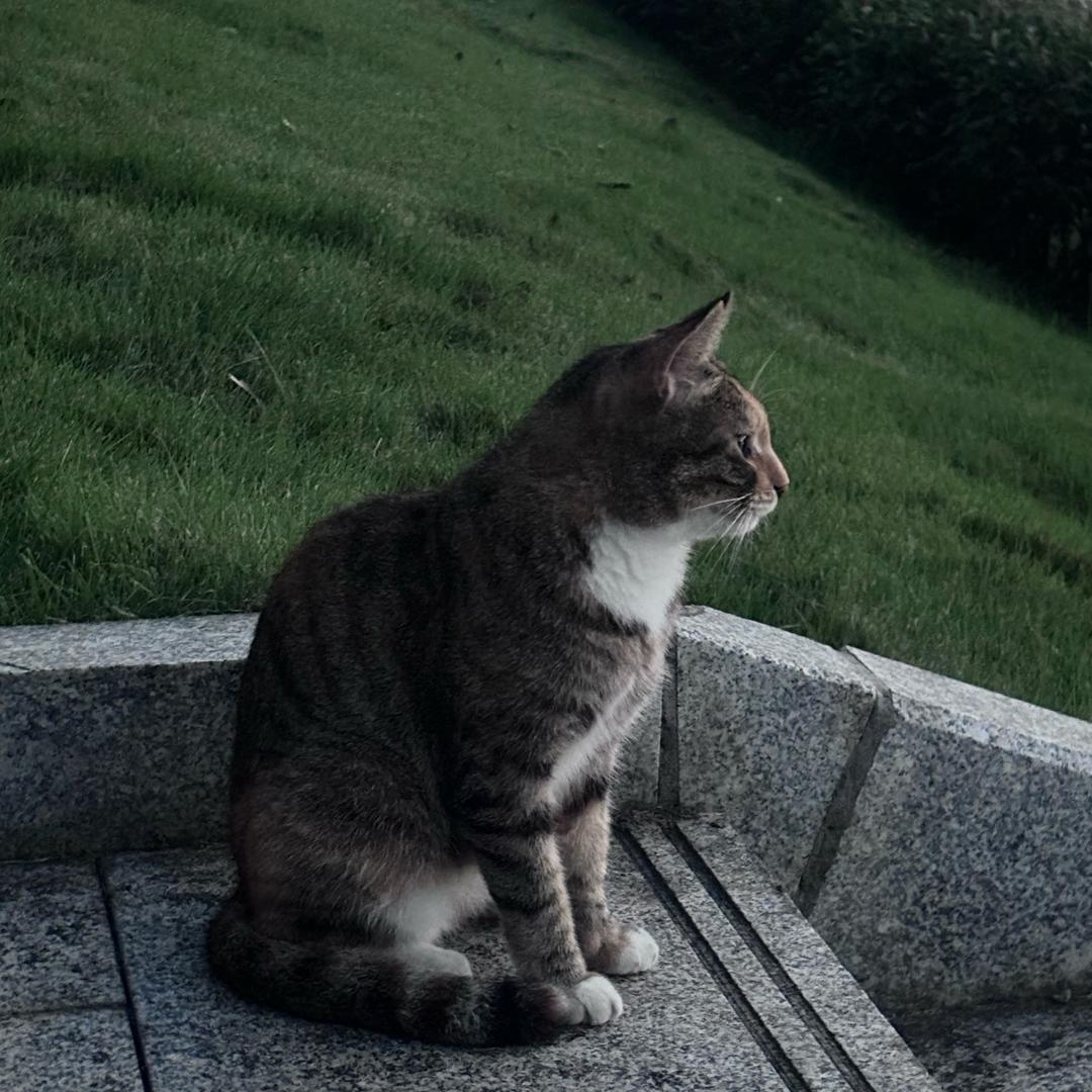 子衿学长（九江职业大学）