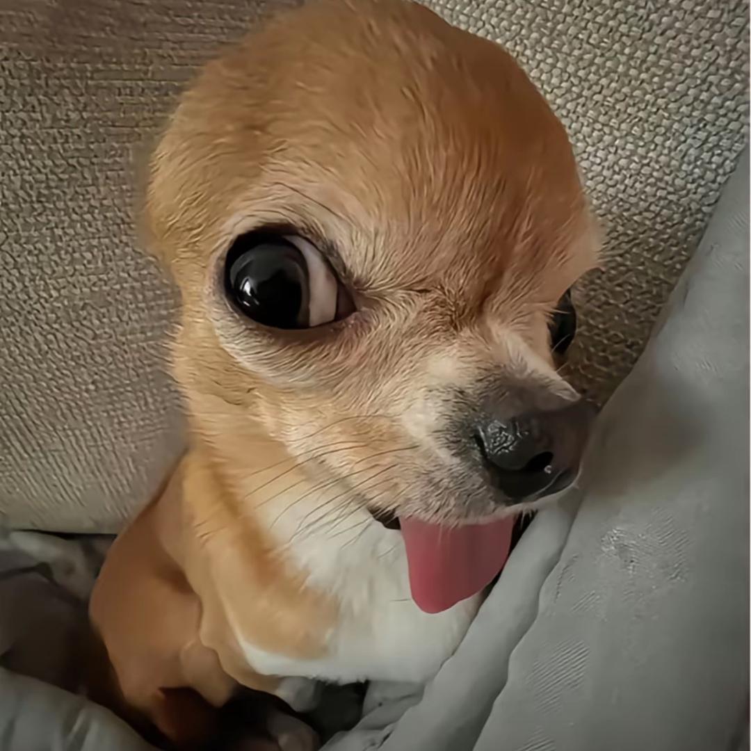 飞鼠