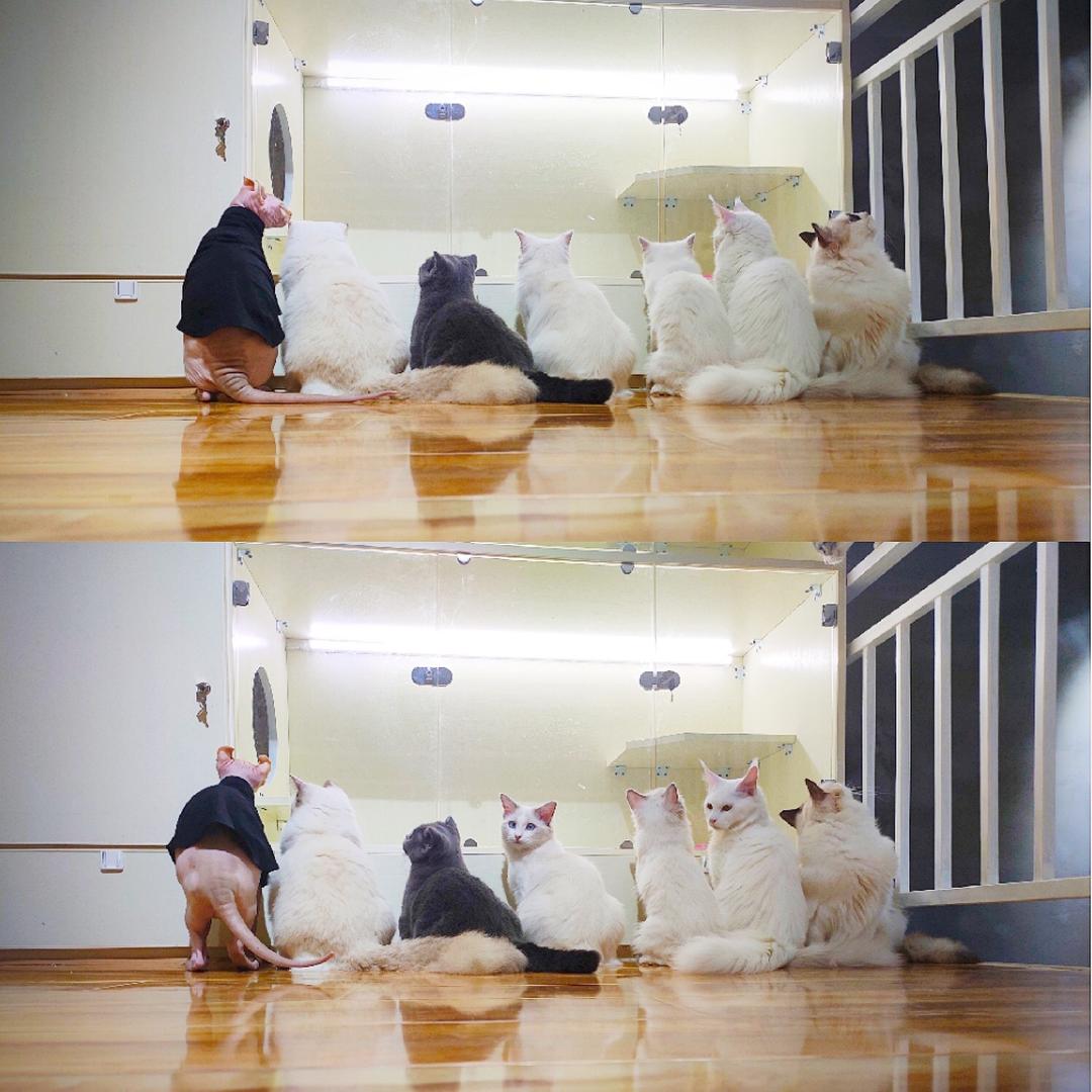 海州区遇见猫主题西餐厅