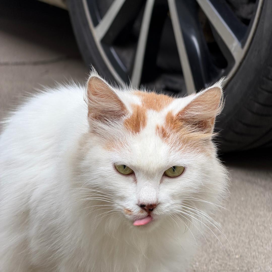 烦人的猫厅