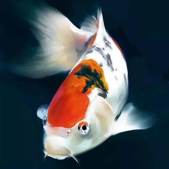 锦绣园锦鲤