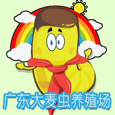 广东大麦虫养殖场