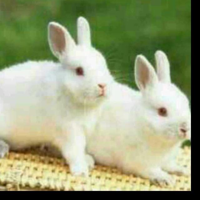 🐇70后🐇单身大叔🐇