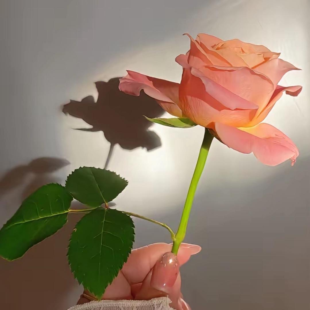 @ღ᭄ꦿ 兜有米 এ⁵²º᭄：（拒绝连赞