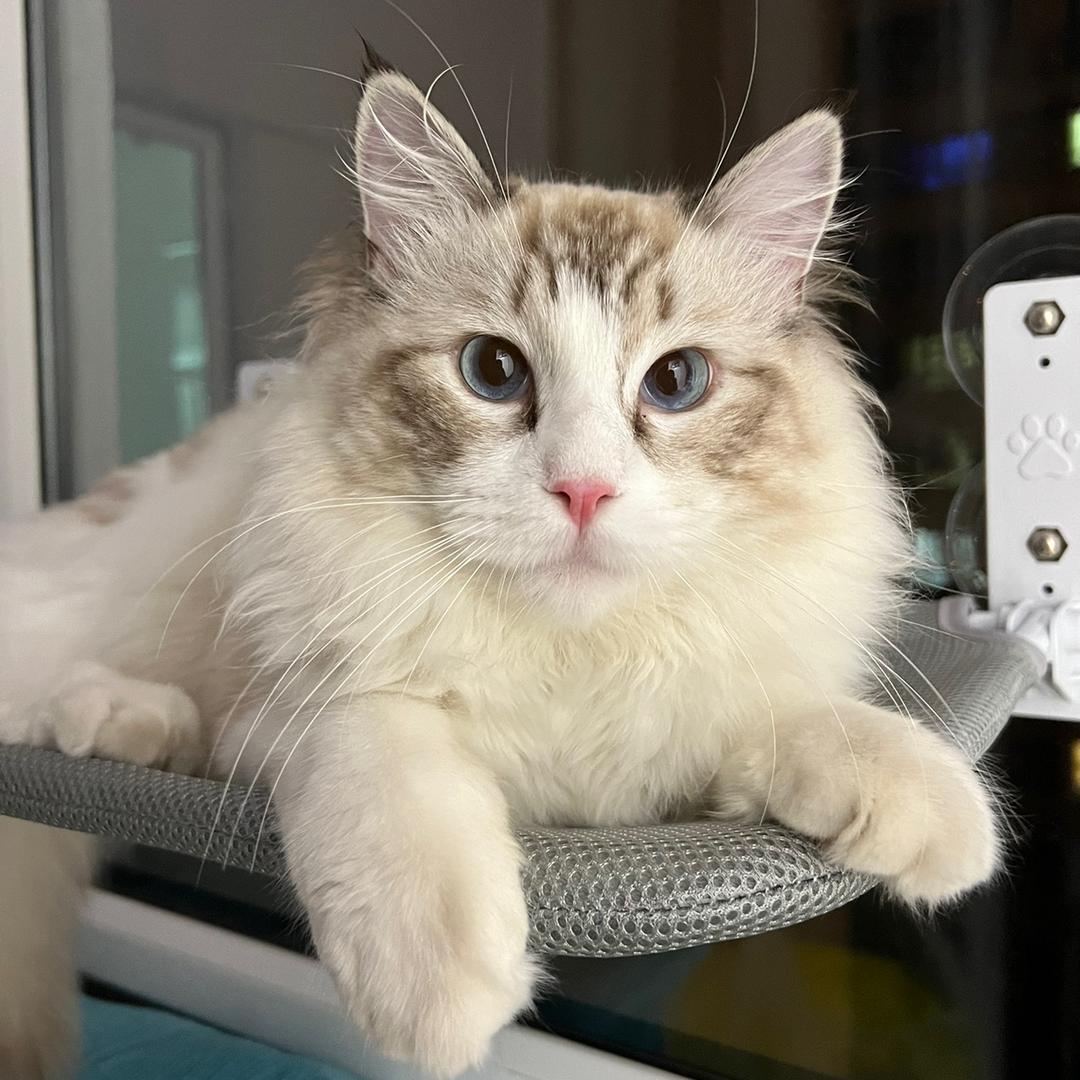 芋头头头头～～