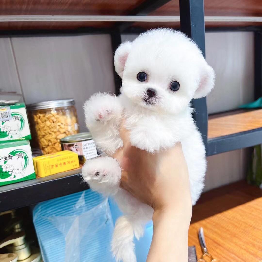 小样宠物店