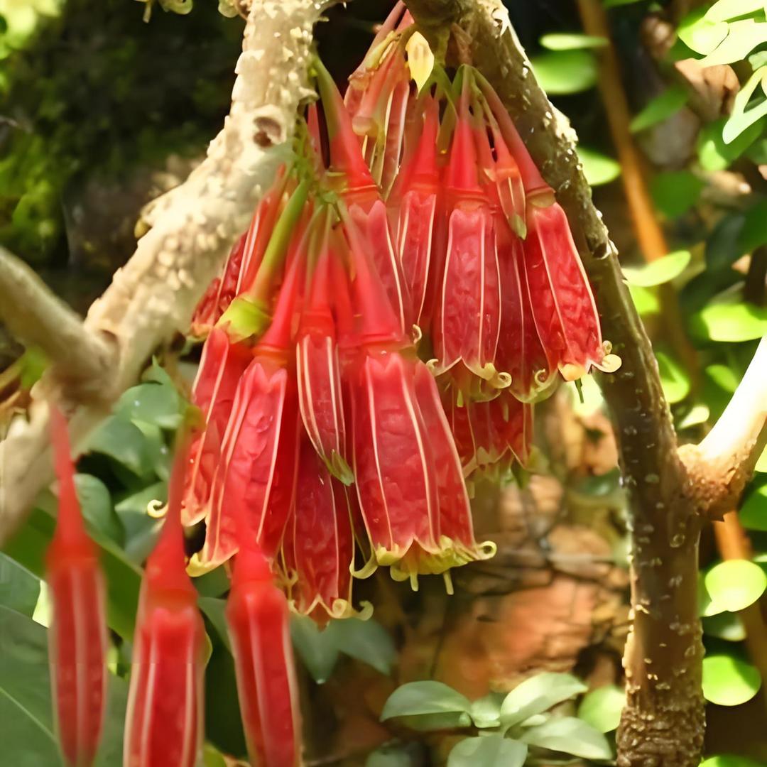 山咔咔绿植花卉