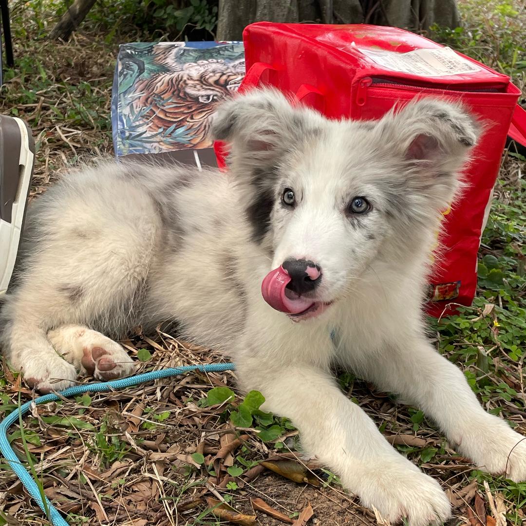 我叫《零十一》呀