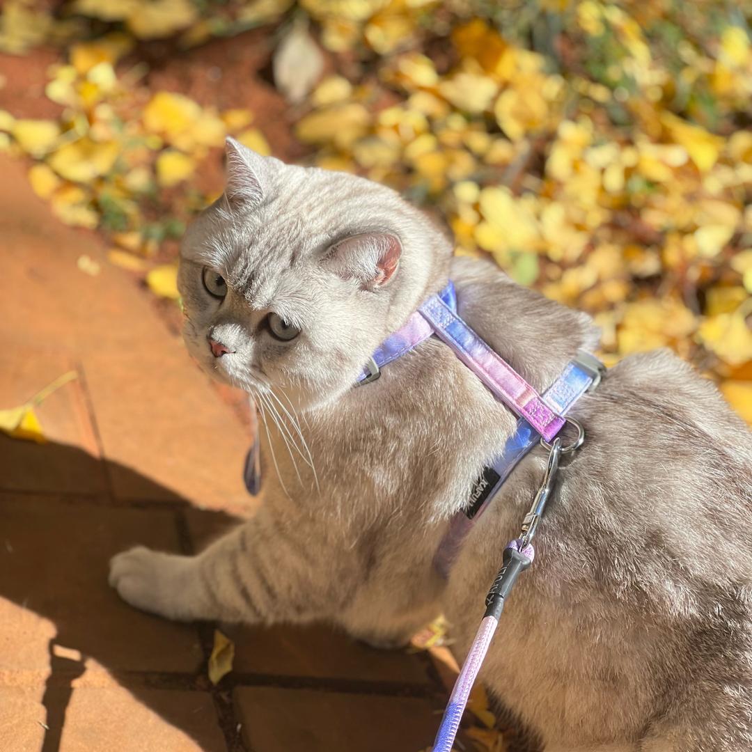 十三和李白的猫猫日记