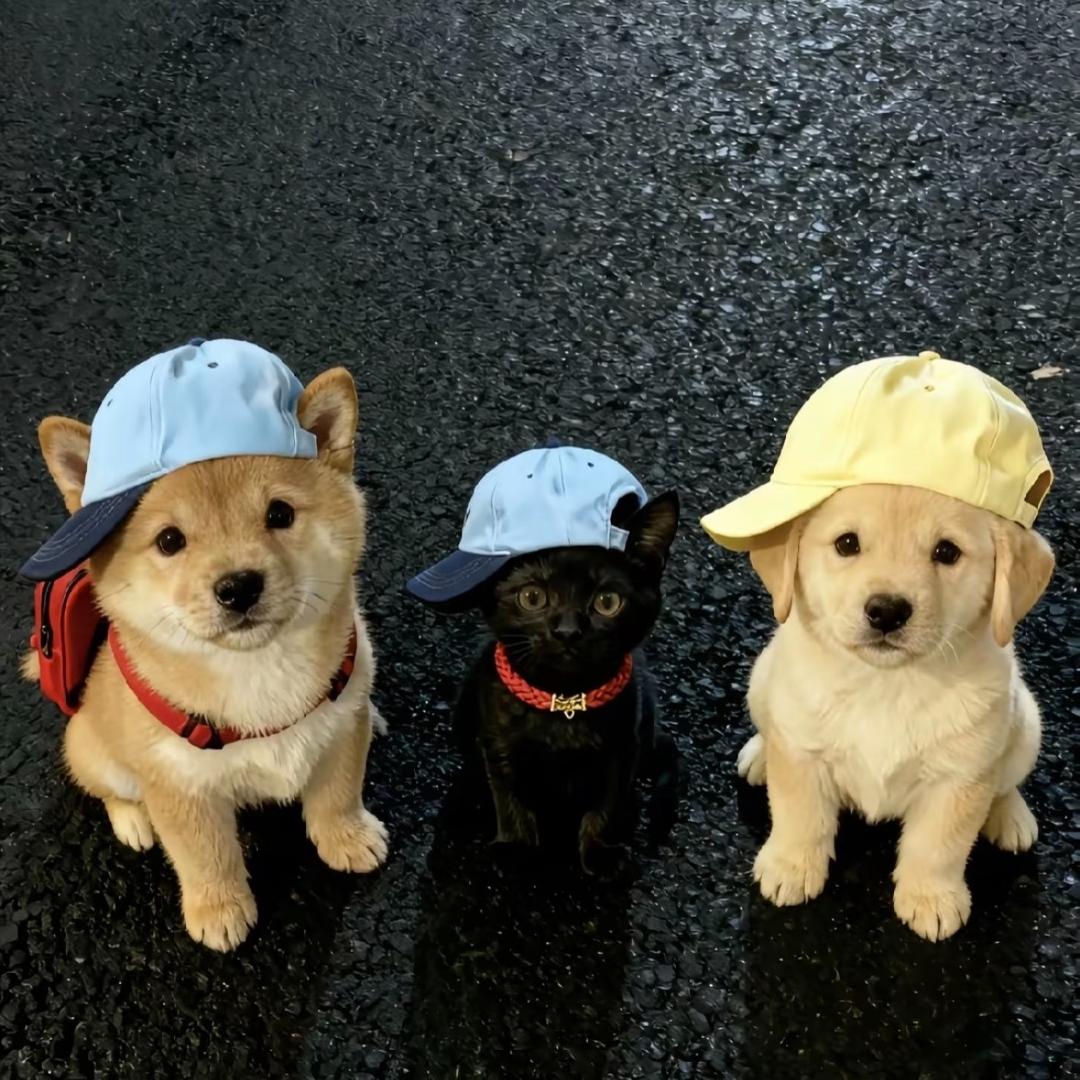 画个圈圈
