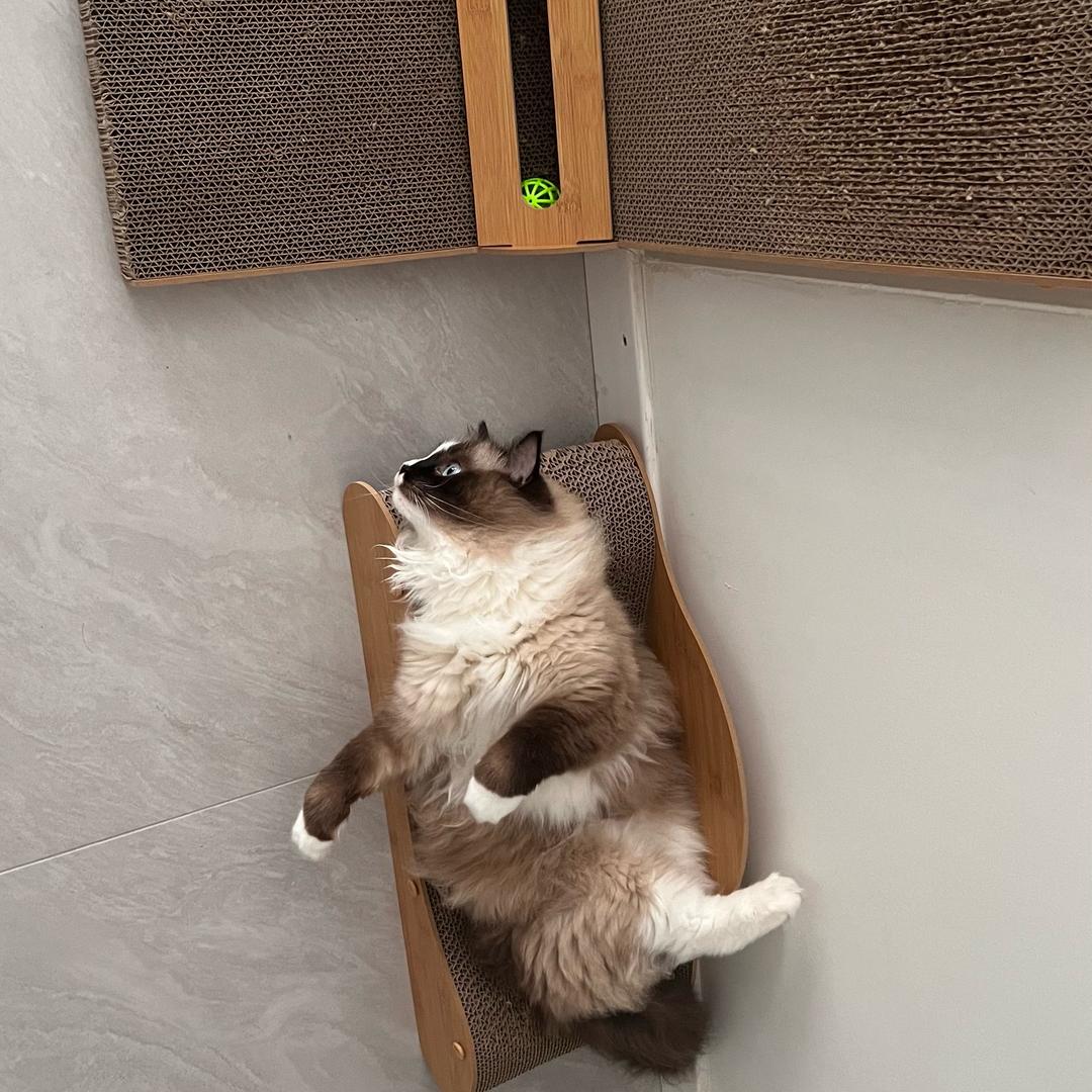 老白