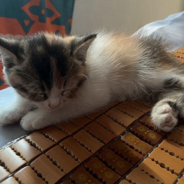 CF信仰（通行证，飞行棋、活动代抽）